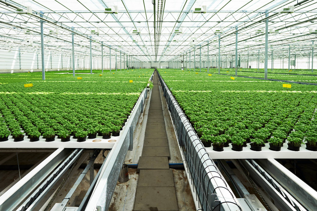Machakos County Horticulture Farm